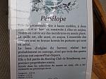 37.Penelope.jpg 37.Penelope.jpg
